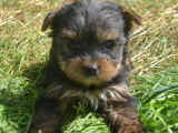 À réserver : 3 chiots Yorkshire Terriers noir et fauve LOF