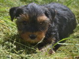 À réserver : 3 chiots Yorkshire Terriers noir et fauve LOF