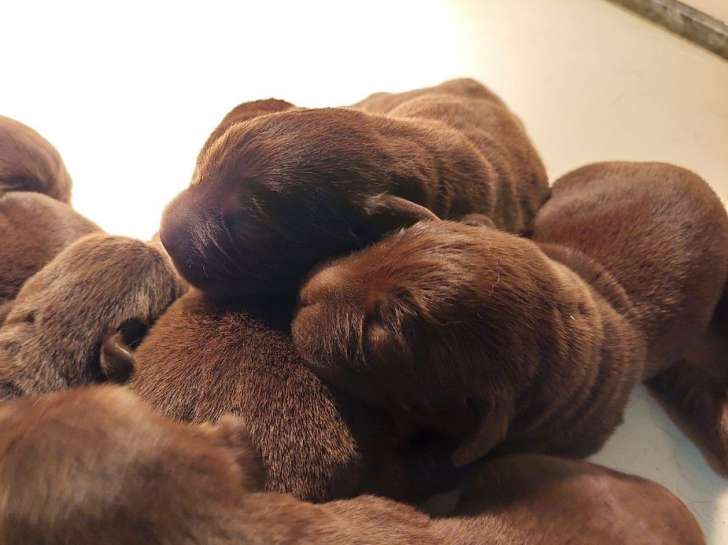 À réserver : 10 chiots Labradors LOF chocolat