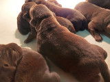 À réserver : 10 chiots Labradors LOF chocolat