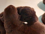 À réserver : 10 chiots Labradors LOF chocolat