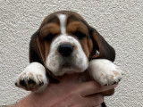 Chiot Beagle LOF beaut&eacute; et travail &agrave; vendre