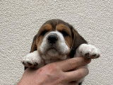 Chiot Beagle LOF beaut&eacute; et travail &agrave; vendre
