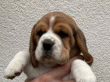 Chiot Beagle LOF beaut&eacute; et travail &agrave; vendre