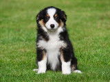 Chiots Border Collie à vendre