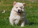 Chiots Chow Chow à vendre
