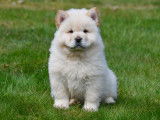 Chiots Chow Chow à vendre