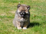 Chiots Chow Chow à vendre