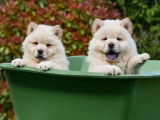 Chiots Chow Chow à vendre
