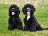 Chiots Cocker Américain à vendre