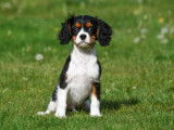Chiots Cavalier King Charles &agrave; vendre