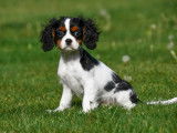 Chiots Cavalier King Charles &agrave; vendre