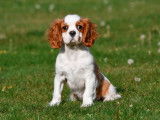 Chiots Cavalier King Charles &agrave; vendre