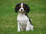 Chiots Cavalier King Charles &agrave; vendre