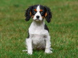 Chiots Cavalier King Charles &agrave; vendre