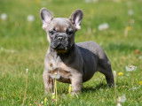 Chiots Bouledogue Français à vendre