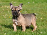 Chiots Bouledogue Français à vendre