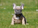 Chiots Bouledogue Français à vendre