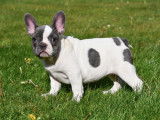Chiots Bouledogue Français à vendre