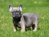 Chiots Bouledogue Français à vendre