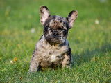 Chiots Bouledogue Français à vendre