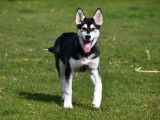 Chiot Husky à vendre