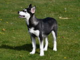 Chiot Husky à vendre
