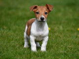 Chiots Jack Russell à vendre