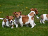 Chiots Jack Russell à vendre