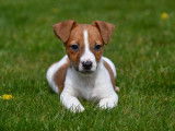 Chiots Jack Russell à vendre