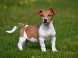 Chiots Jack Russell à vendre