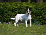 Chiots Jack Russell à vendre