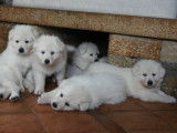 Chiots Berger Blanc Suisse LOF à réserver
