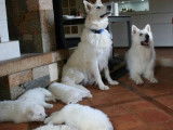 Chiots Berger Blanc Suisse LOF à réserver