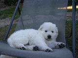 Chiots Berger Blanc Suisse LOF à réserver