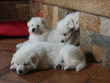 Chiots Berger Blanc Suisse LOF à réserver