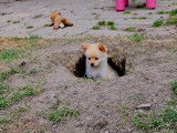 Chiots de type Loulou de Poméranie à vendre (2 femelles & 2 mâles)