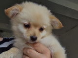 Chiots de type Loulou de Poméranie à vendre (2 femelles & 2 mâles)