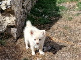 Chiots de type Loulou de Poméranie à vendre (2 femelles & 2 mâles)