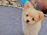 Chiots de type Loulou de Poméranie à vendre (2 femelles & 2 mâles)