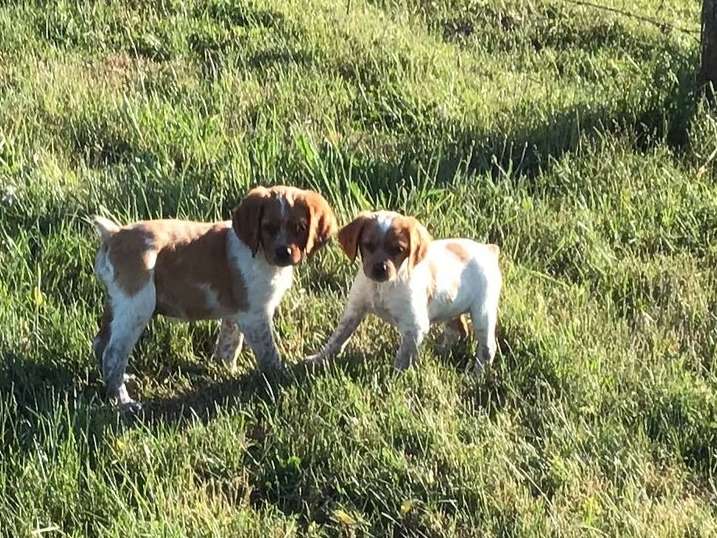 À adopter : 3 chiots Épagneuls Bretons blanc et orange LOF