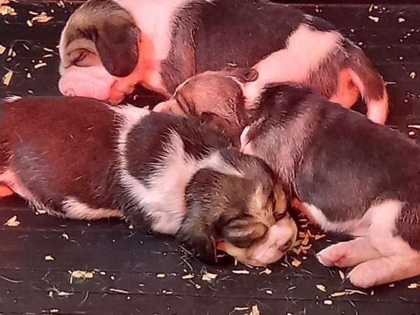 3 chiots Beagles à réserver, mâles et femelles bicolores LOF