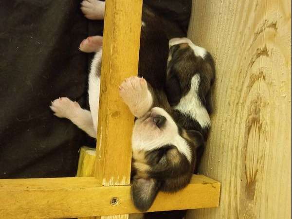 Réservation pour 8 chiots Beagles LOF tricolores