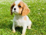 Vente d’un chiot Cavalier King Charles mâle LOF bicolore