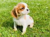 Vente d’un chiot Cavalier King Charles mâle LOF bicolore