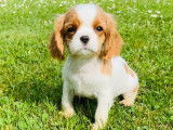 Vente d’un chiot Cavalier King Charles mâle LOF bicolore