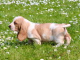 2 chiots Basset Hounds LOF bicolores à vendre