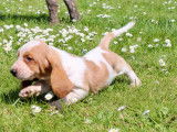 2 chiots Basset Hounds LOF bicolores à vendre