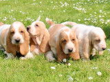 2 chiots Basset Hounds LOF bicolores à vendre