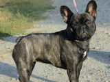 Vente d’une chienne Bouledogue Français de 3 ans, noire, LOF